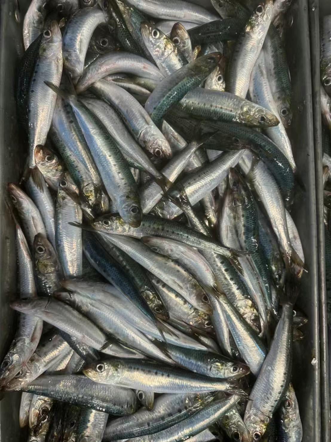 Fresh sardines ready for rapid freezing