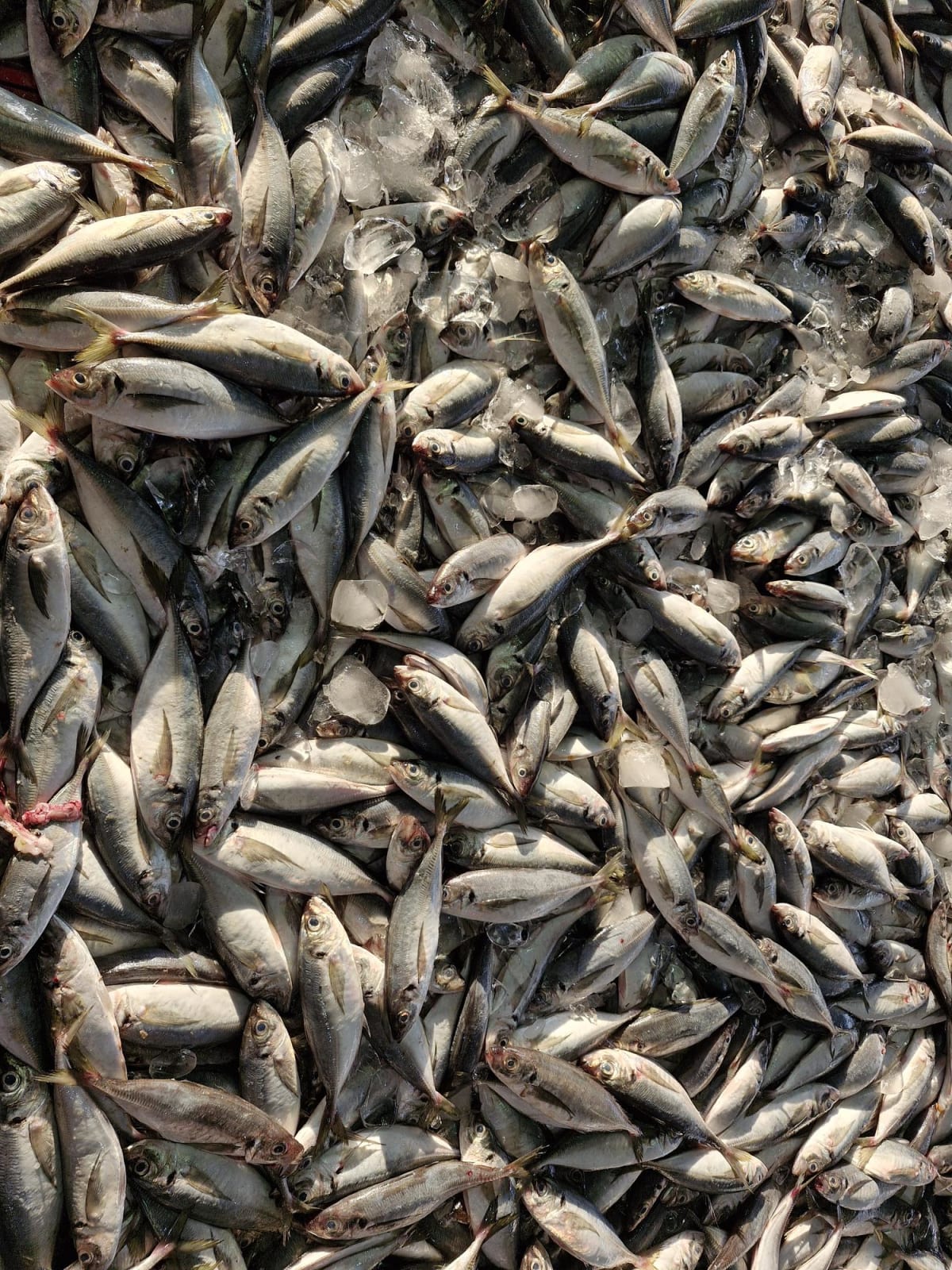 Sardines for baits industry