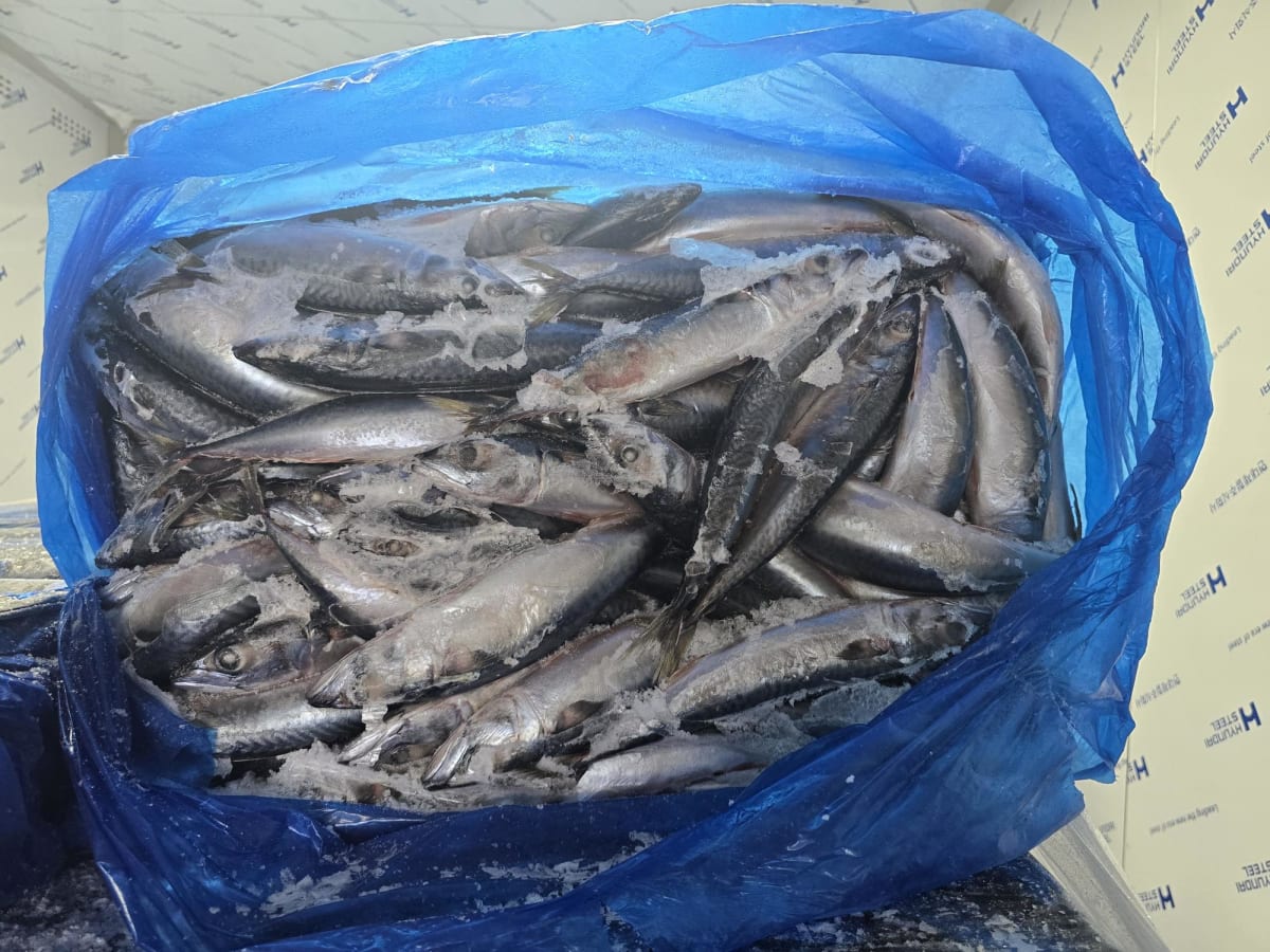 Frozen mackerel in packaging
