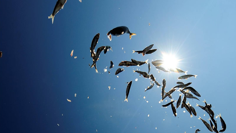 Flying fish - fresh catch moment