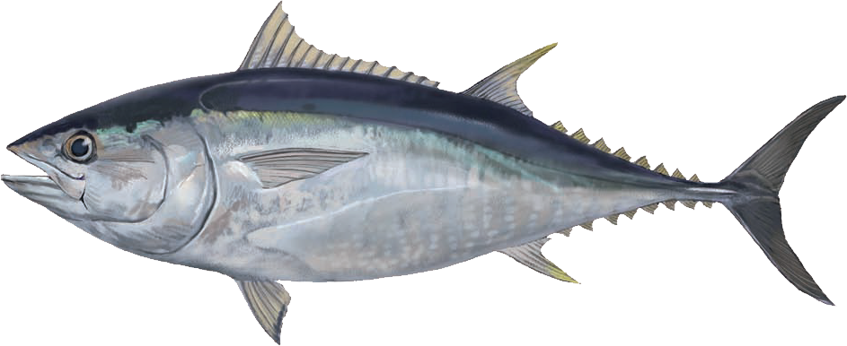 Bluefin Tuna - Premium Grade